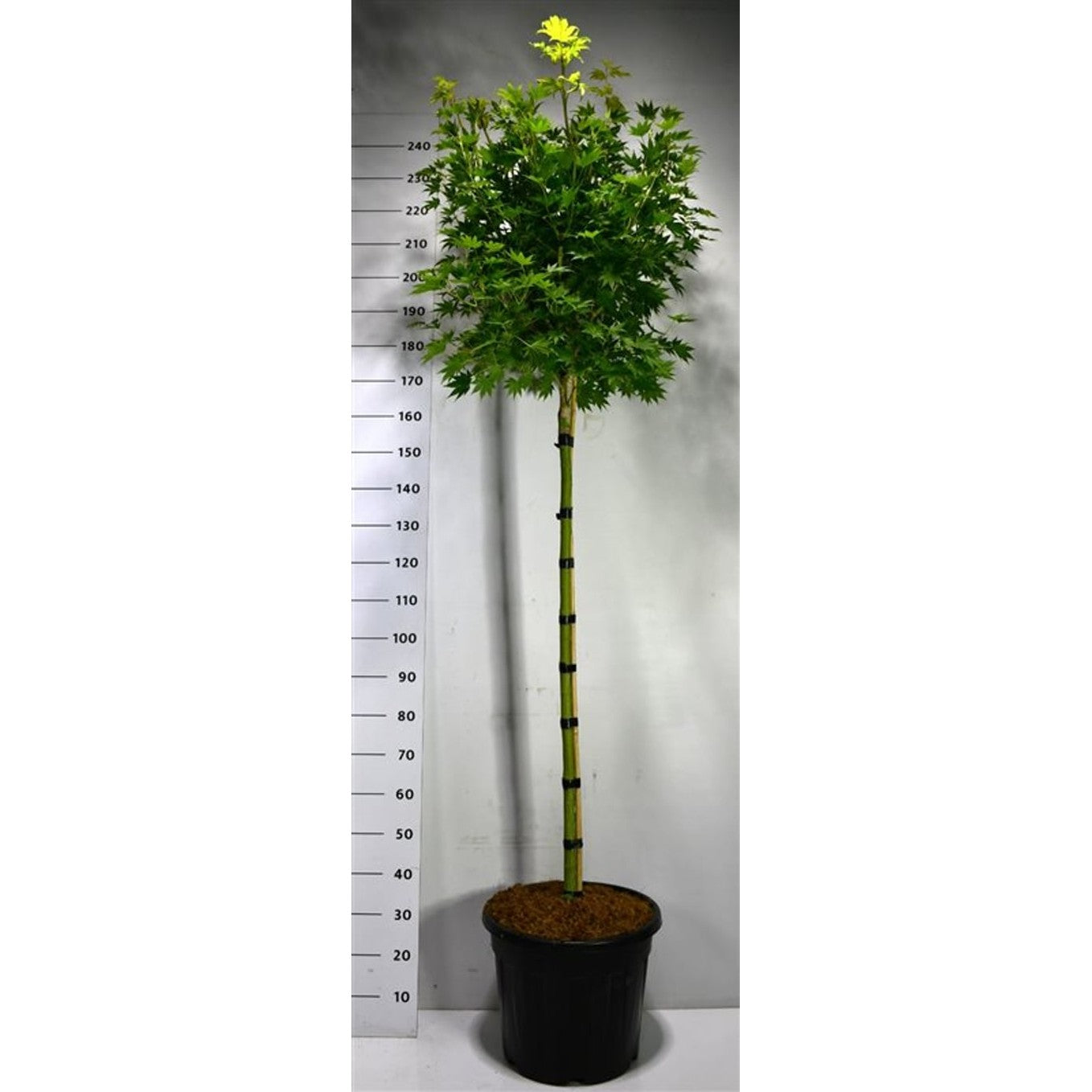 Japansk solfjäderslönn – Acer shirasawanum 'Jordan' - C35 120 cm. Stam